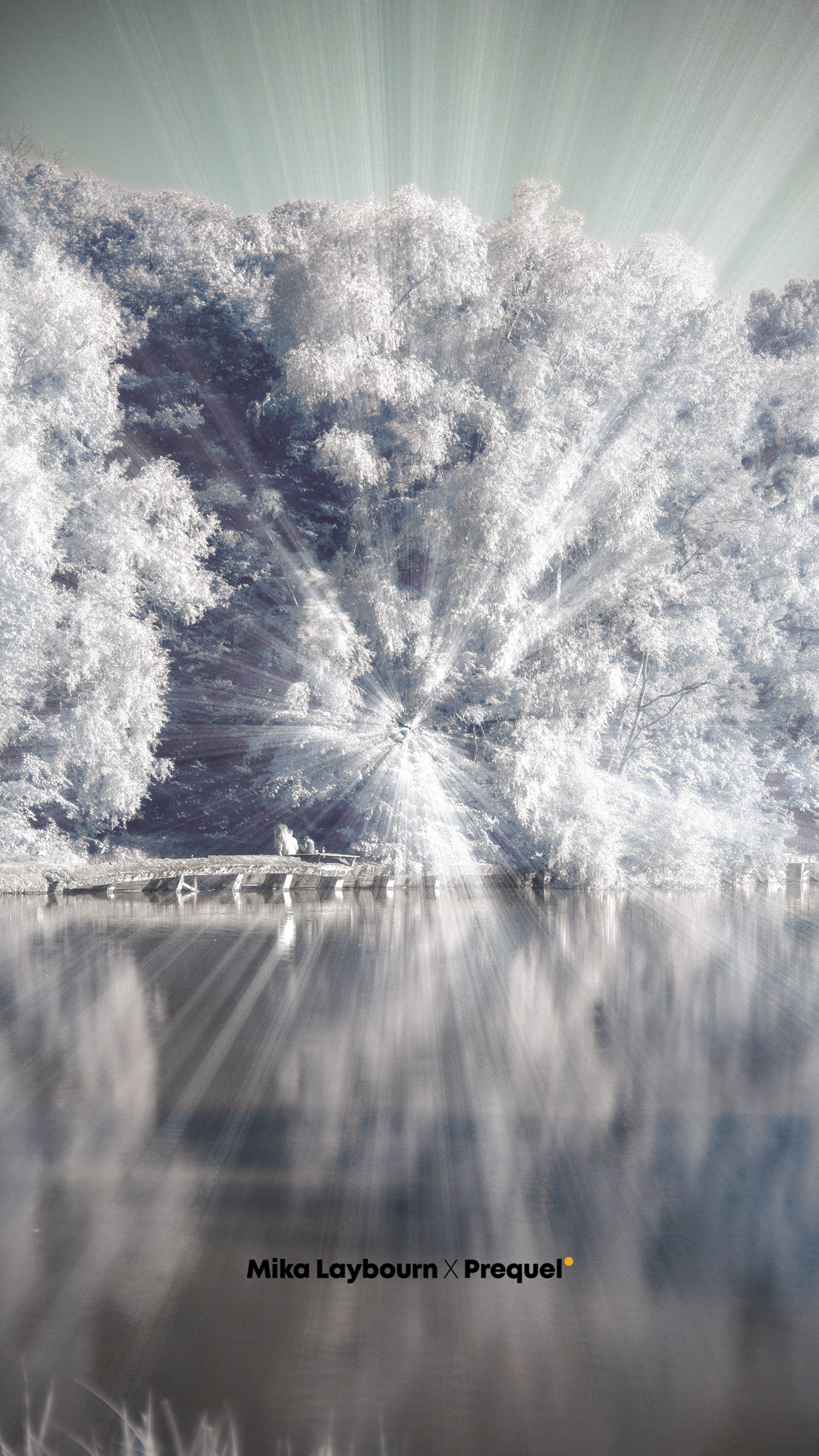 The White Forest wallpaper